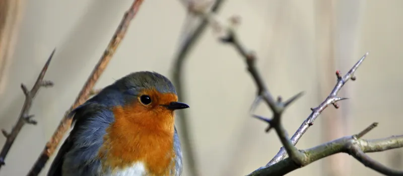 Christmas robin